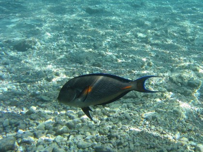 Египет. Красное море