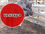 секс с лошадью секс с лошадью