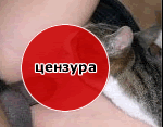 секс с кошкой секс с кошкой