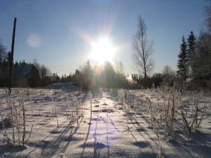 зима, лес