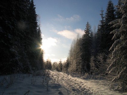 зима, лес, гадюкино