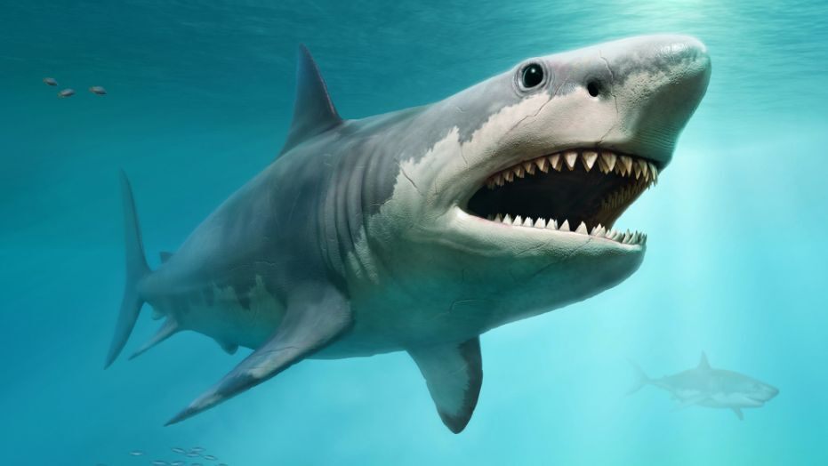 megalodon