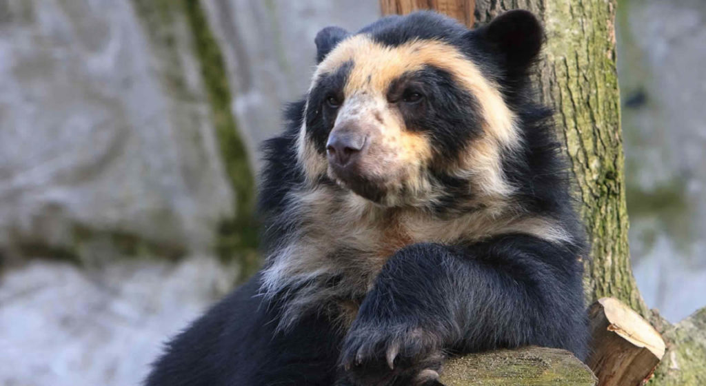 Очковый медведь - ближайший родственник большой панды