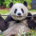 Большая панда самое бесполезное существо на земле