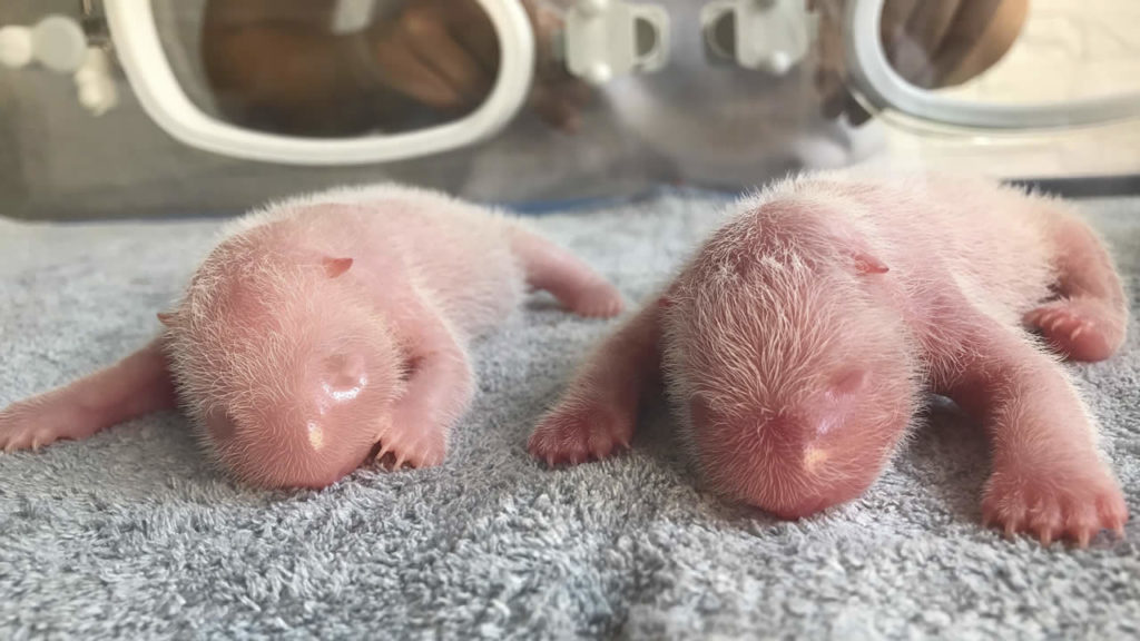 Новорожденные детеныши большой панды